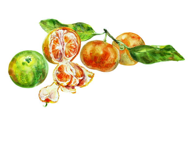 istock Paint of orange fruit with leaves. Watercolor hand-drawn elements. Isolated on white background. Delicious fruit clip-art illustration. Used on labels, napkins, towels, tableware, package 2151859877