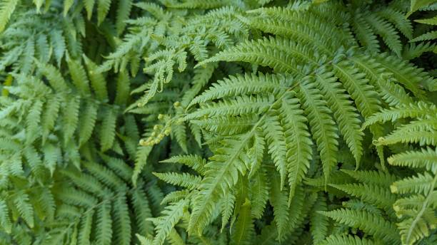 istock natural green fern wallpaper 2151861536