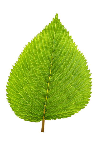 Leaf Texture, veins close-up, green leaf in nature.Background texture wallpaper. Back lit natural scene
