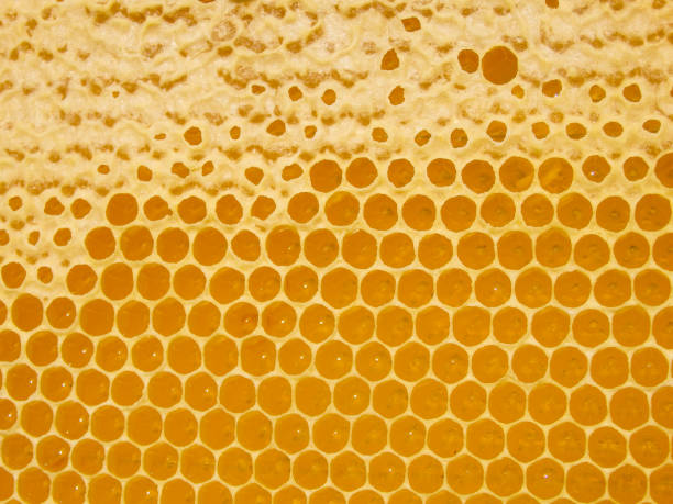 istock Fresh Honey In Comb. Beewax comb structure abstract pattern. Yellow Honey cells texture background. 2151863871