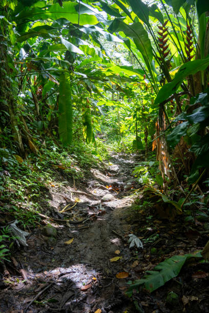 Water flowing through dense Puerto Rican rainforest