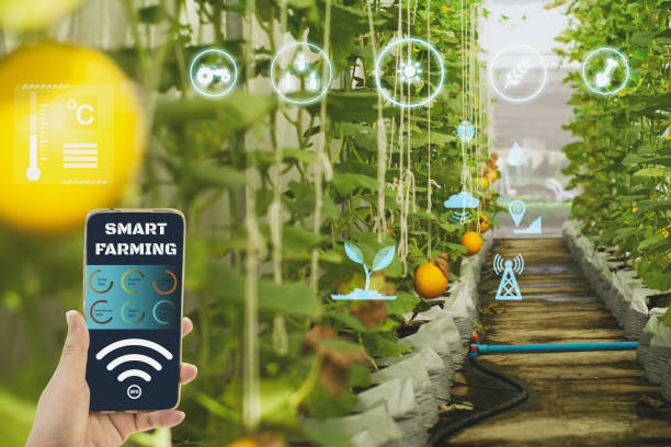 istock Smart farmer holding smartphone,icon interface agriculture farm background,concept agricultural product control with artificial intelligence or AI technology, production by smart agriculture to future 2151864651