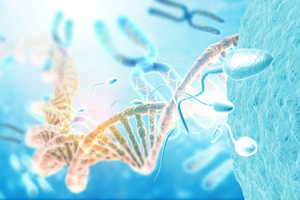 istock Sperm cells dna with chromosomes 2151864879