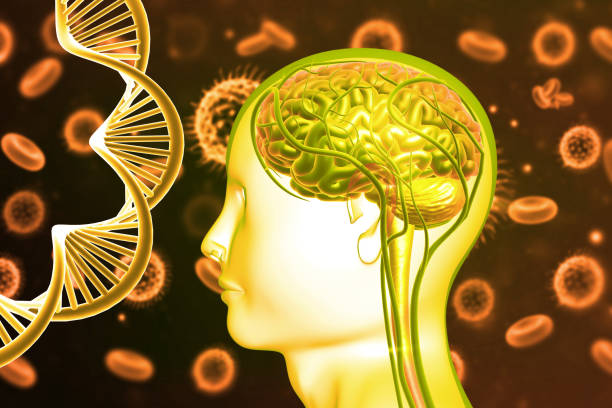 istock Human brain anatomy with DNA strand cells 2151865352