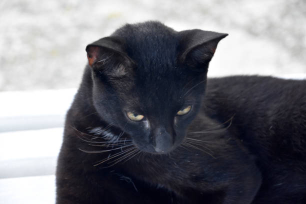 Beautiful resting black cat lounging in the summer sunshine.