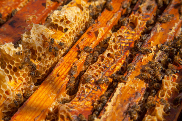 istock Open hive showing the bees swarming on a honeycomb. 2151868313