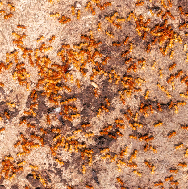 istock Yellow ants on the ground. Close-up 2151868533