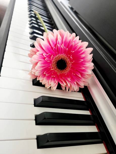istock Pink Flower Piano 2151869546