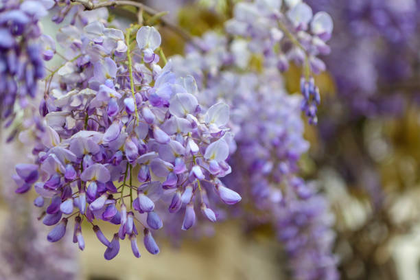 Close-up of Wisteria flowers.