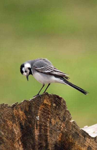 istock April 2024, Nature - Southern Sweden 2151872514