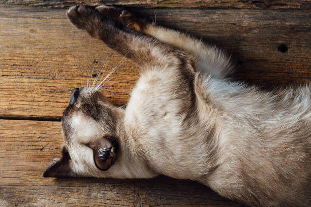 Siamese cat on wooden background