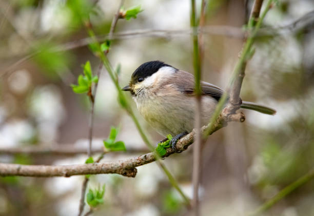 istock April 2024, Nature - Southern Sweden 2151872551