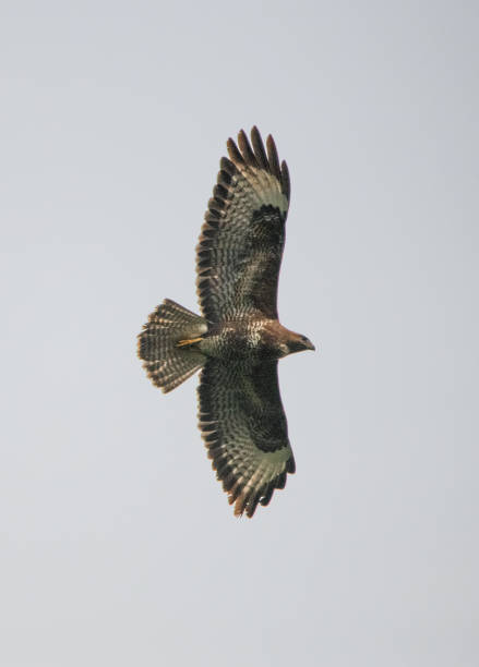 istock April 2024, Nature - Southern Sweden 2151872584