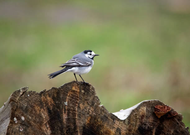 Wagtail on the wire. Motacilla Linnaeus. The bird is on the wire.