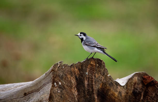 istock April 2024, Nature - Southern Sweden 2151872608