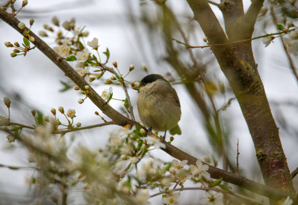 Pictures from the Swedish nature during the month of April in southern Sweden. Birds, buds, signs of spring, flowers, landscapes, fallow deer, deer, hares and mood pictures.