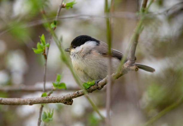 istock April 2024, Nature - Southern Sweden 2151872626