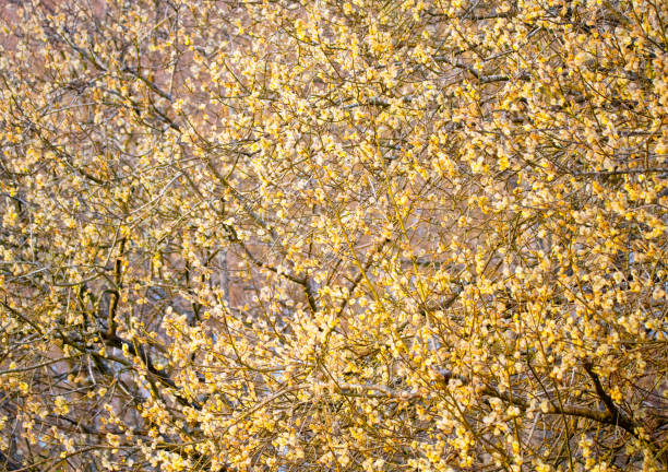Pictures from the Swedish nature during the month of April in southern Sweden. Birds, buds, signs of spring, flowers, landscapes, fallow deer, deer, hares and mood pictures.
