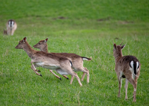 istock April 2024, Nature - Southern Sweden 2151872713
