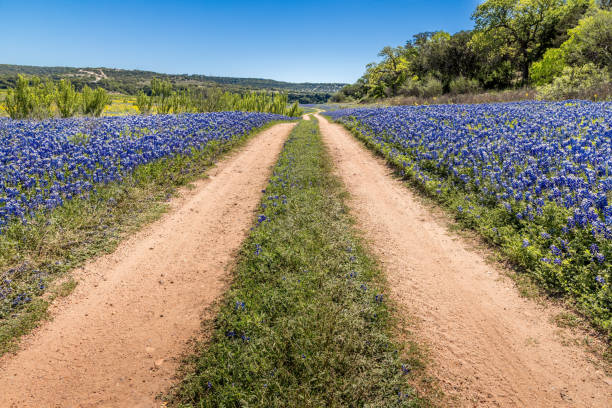istock Dirt road through meadows filled with blue bonnets 2151876698