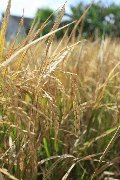 The rice is in the paddy field