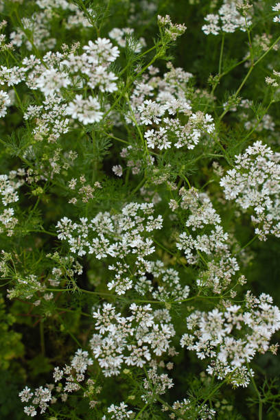 istock Coriander blooms in the garden 2151877980