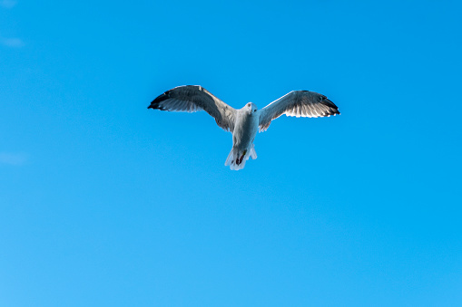 Seagull on blue background. European herring gull, Larus argentatus.