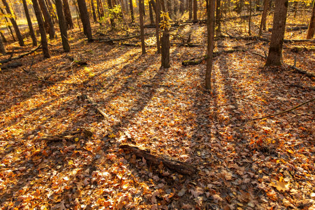 Fallen logs in the forest in autumn.