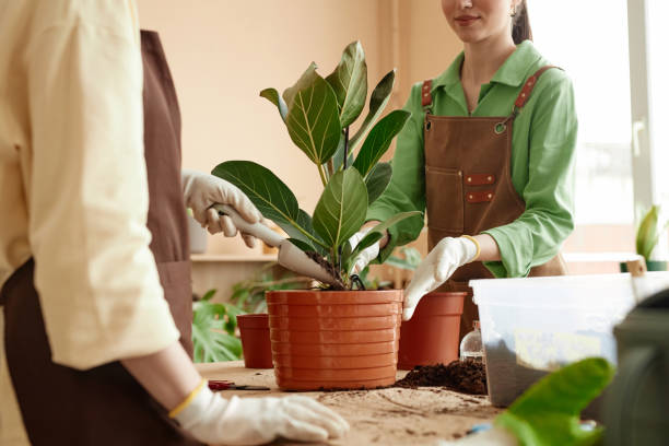 istock Two women repotting plants 2151881202