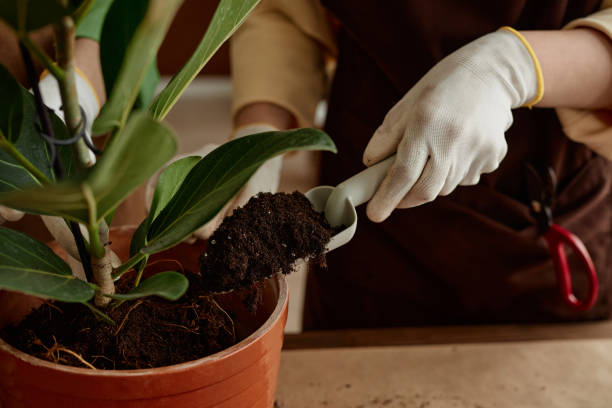 istock Repotting plant closeup 2151881330