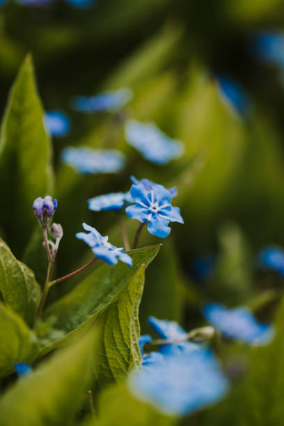 istock Blue-eyed mary spring flower macro Omphalodes verna 2151882596