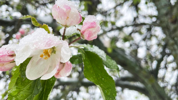 istock Close-up of pink apple tree flowers 2151883448