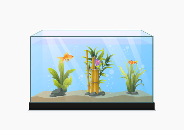 istock beautiful fish in aquarium with water plant. 2151883814