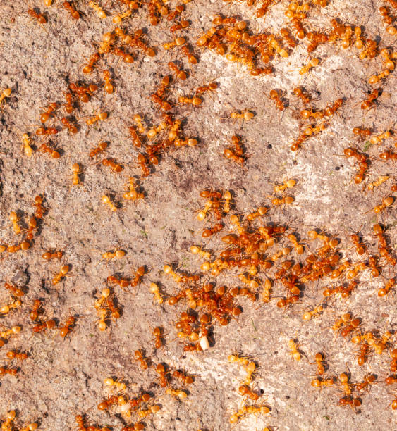 istock Yellow ants on the ground. Close-up 2151884085