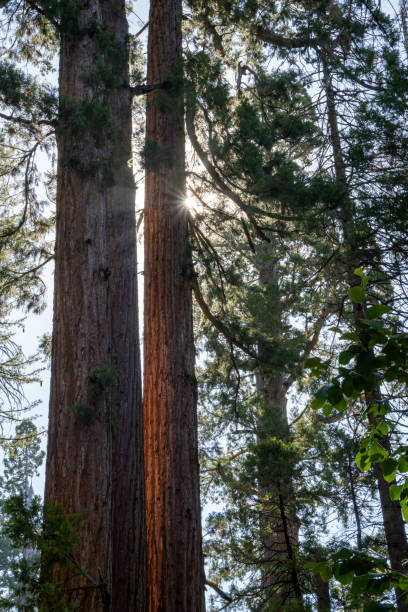 Sunlight through the Giant Sequoia Tree at the Calaveras big trees State Park