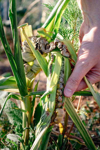 istock Diseased corn called corn smut, pathogenic fungus, ustilago maydis, in Mexico it is called huitlacoche or mexican truffle 2151885349