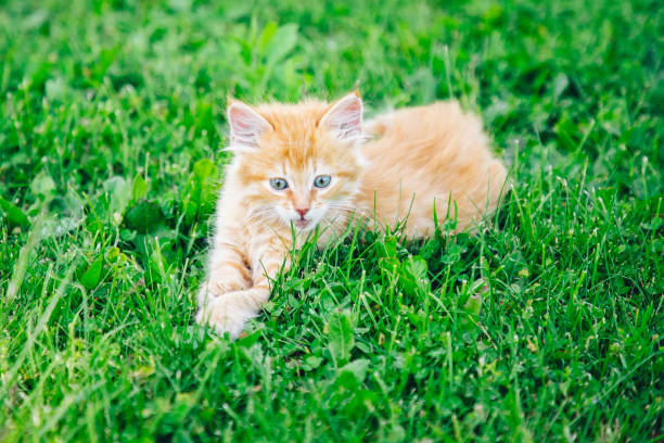 istock Red kitten in the garden 2151885553