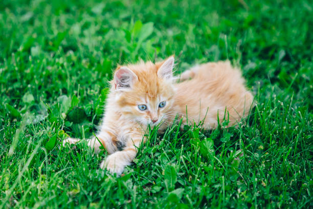 istock Red kitten in the garden 2151885558