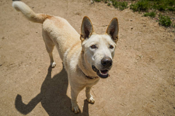 istock Dog in a dog shelter 2151885577