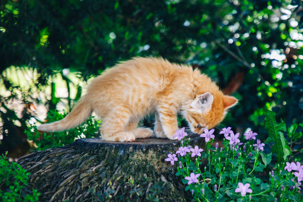 Kitten in the garden