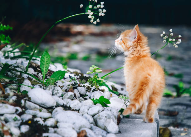 Kitten in the garden