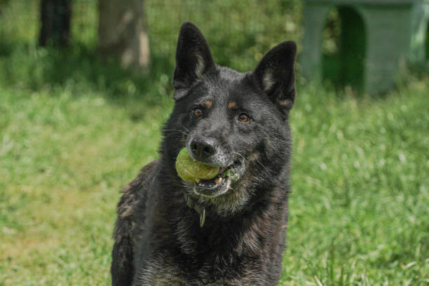 A German Shepherd dog in the back yard with his ball