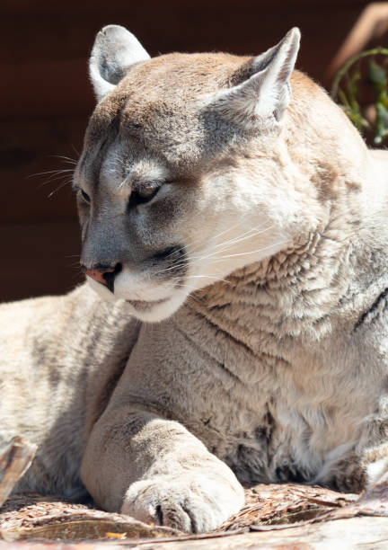 istock Puma sleeps in the zoo 2151886548