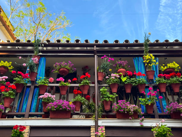 Fachada de casa blanca con flores rosas y hojas verdes, san Miguel de allende guanajuato
