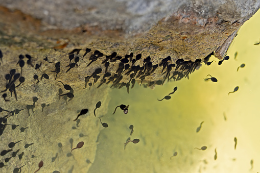 A swarm of tadpoles in a pond, gathering on a stone
