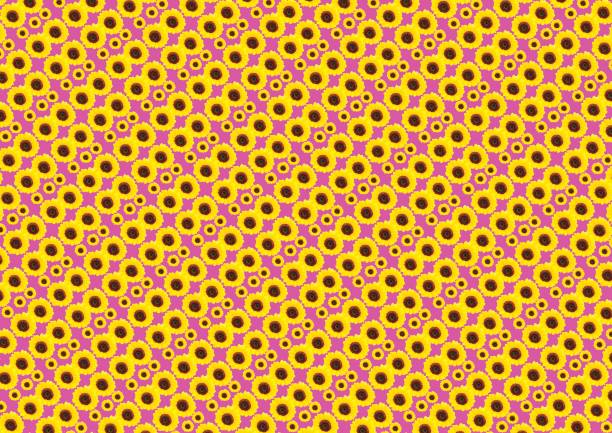 Yellow red sunflowers isolated on background