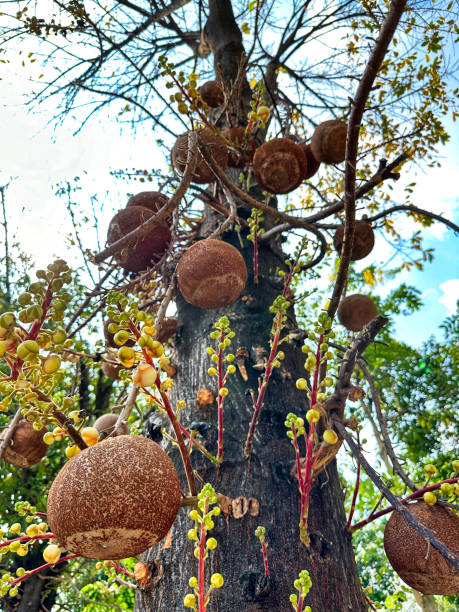istock Cannonball tree in Vietnam 2151889511