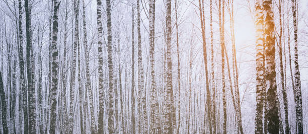 istock Sunbeams shining through snow-covered birch branches in a birch grove after a snowfall on a winter. Vintage film aesthetic. 2151889734