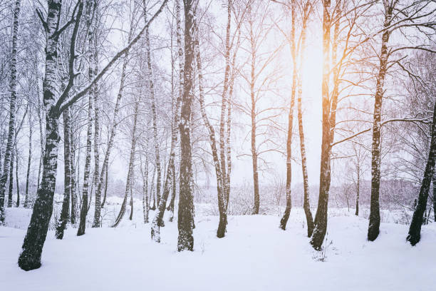 istock Sunbeams shining through snow-covered birch branches in a birch grove after a snowfall on a winter. Vintage film aesthetic. 2151889744