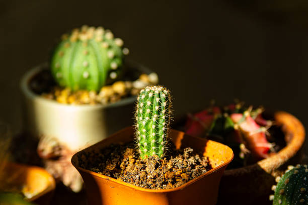 Close up home cute cactus small pot garden beautiful decoration